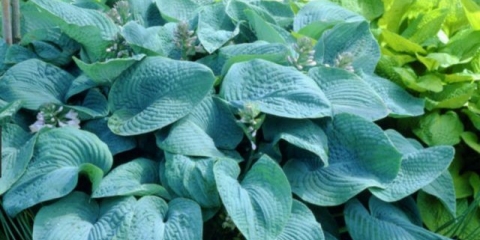 Hosta siebold: francis williams, funderbolt i druge sorte sa fotografijama i opisima